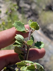 Ceanothus perplexans, photograph (c) Abraham Sánchez Romero, some rights reserved (CC BY)