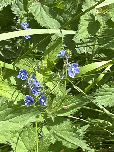 Germander Speedwell