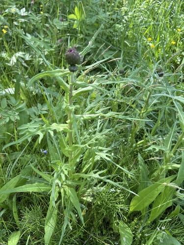 Melancholy Thistle
