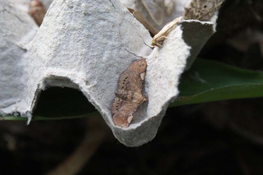 Aplogompha costimaculata