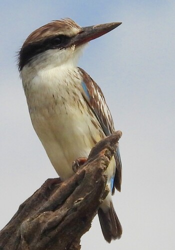 Striped Kingfisher (Halcyon chelicuti), photo 4
