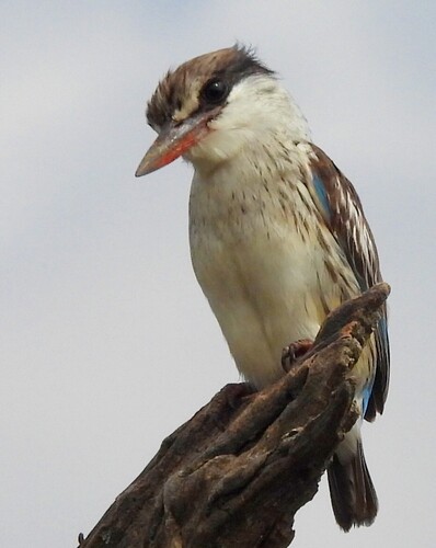 Striped Kingfisher (Halcyon chelicuti), photo 5