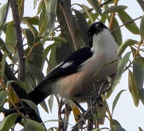 Tropical Boubou (Laniarius major)