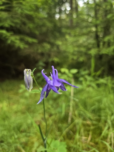 common columbine