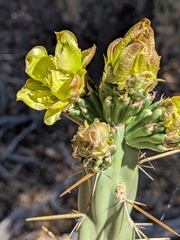 Bernard's Cholla (Cylindropuntia bernardina)