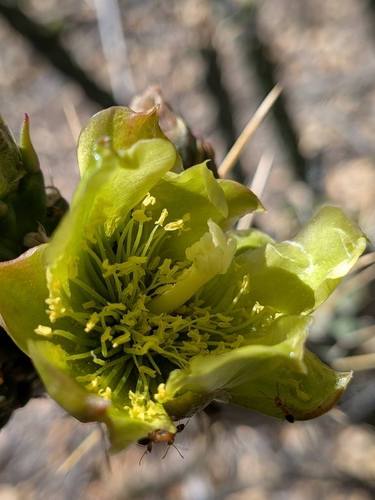 Cylindropuntia bernardina, photograph 5