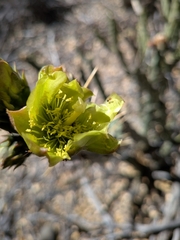 Cylindropuntia bernardina, photograph (c) Abraham Sánchez Romero, some rights reserved (CC BY)