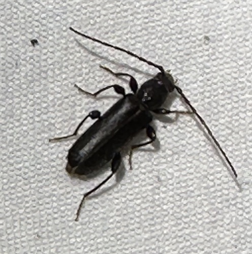 iNaturalist observation photo of Phymatodes grandis
