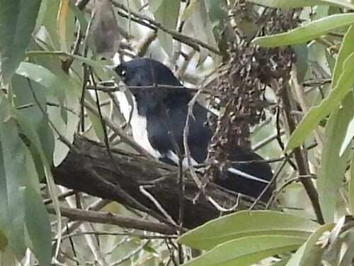Tropical Boubou (Laniarius major), photo 9