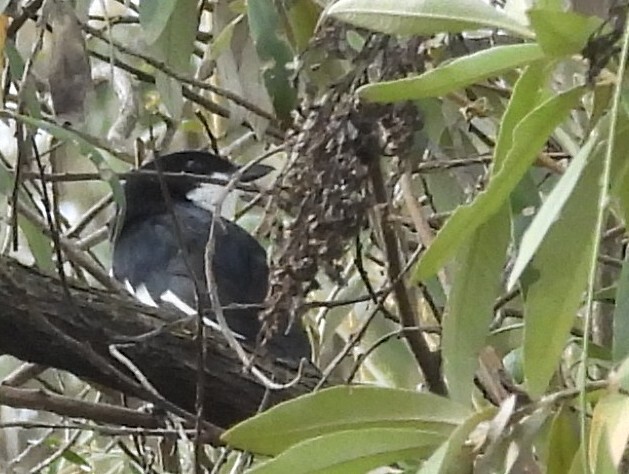 Tropical Boubou (Laniarius major), photo 2