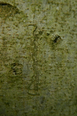 Zimmermannia liebwerdella