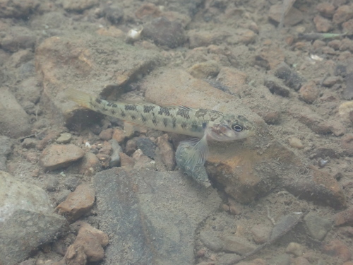 Striated darter (Etheostoma striatulum) — Percidae — 3