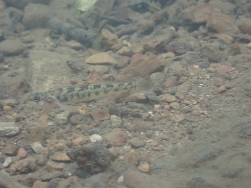 Striated darter (Etheostoma striatulum) — Percidae — 5