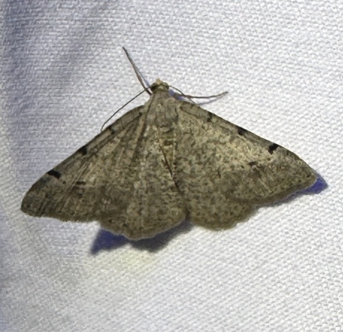 iNaturalist observation photo of Digrammia