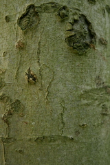 Zimmermannia liebwerdella