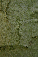 Zimmermannia liebwerdella