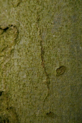 Zimmermannia liebwerdella