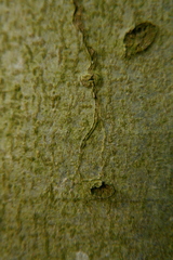 Zimmermannia liebwerdella