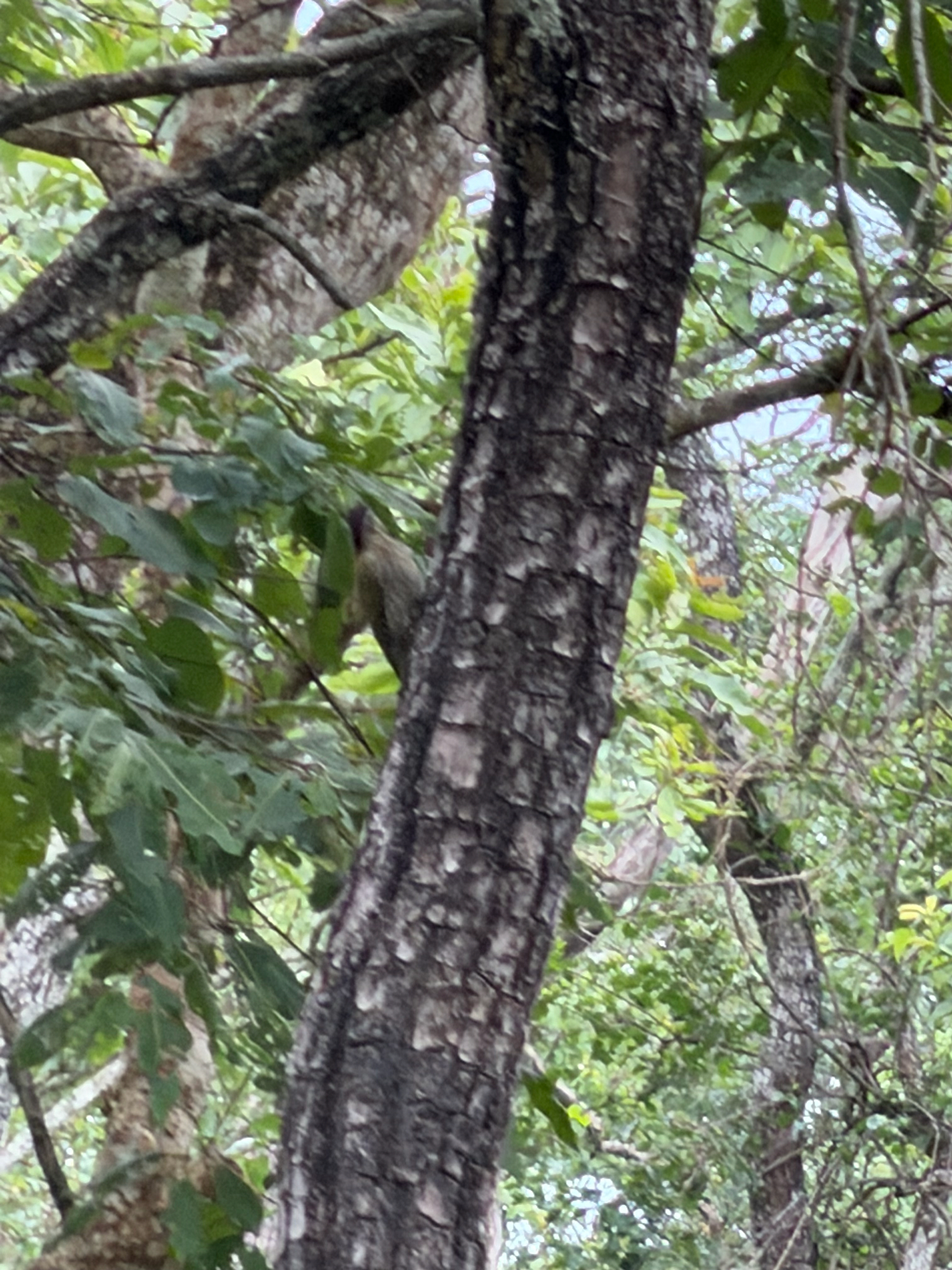 Streak-throated Woodpecker (Picus xanthopygaeus), photo 10