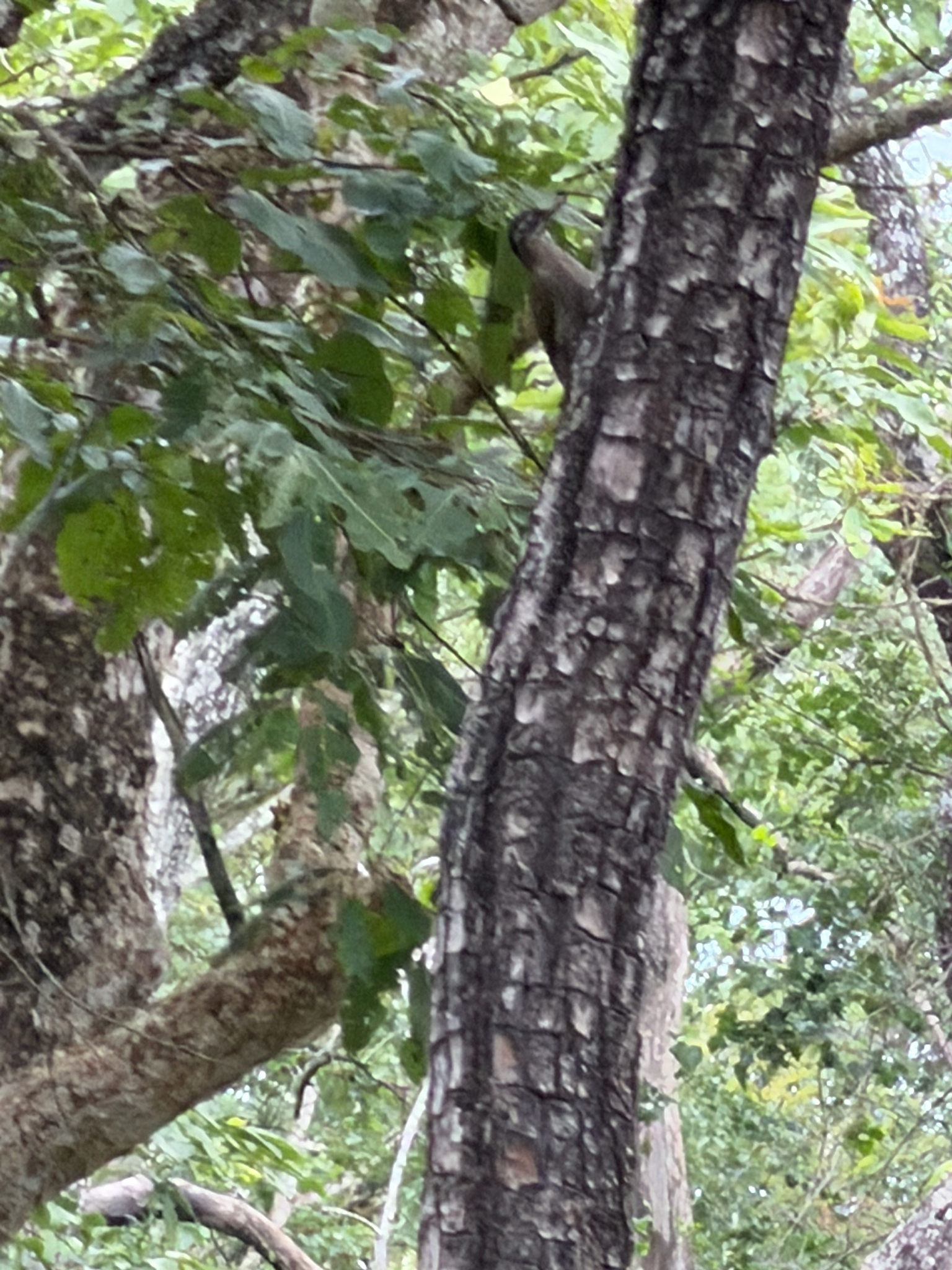 Streak-throated Woodpecker (Picus xanthopygaeus), photo 9