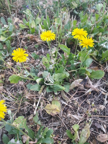 Crepis bursifolia, photograph 6