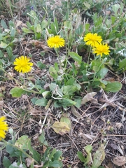 Crepis bursifolia, photograph (c) Flavien Saboureau, some rights reserved (CC BY)
