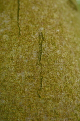 Zimmermannia liebwerdella