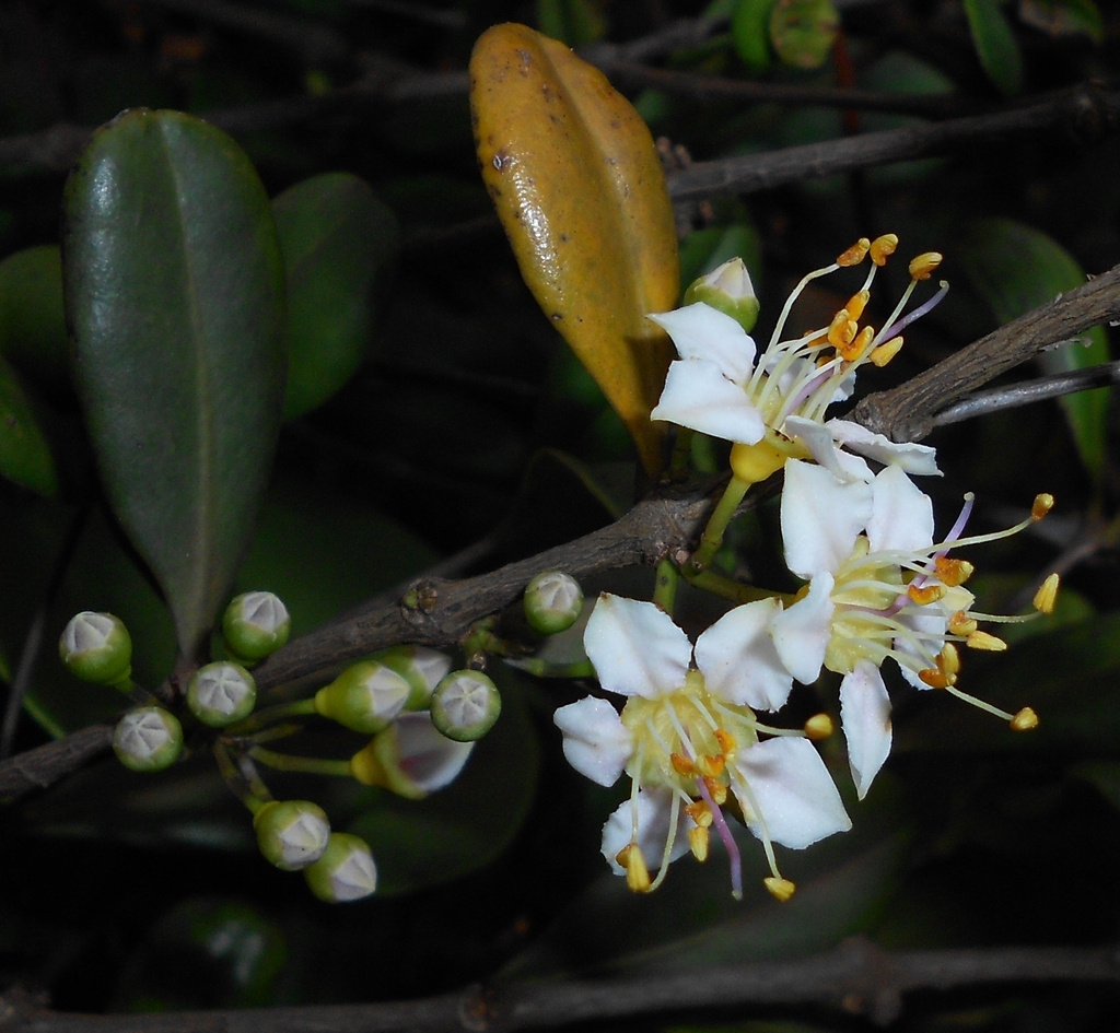 Mouriri spathulata