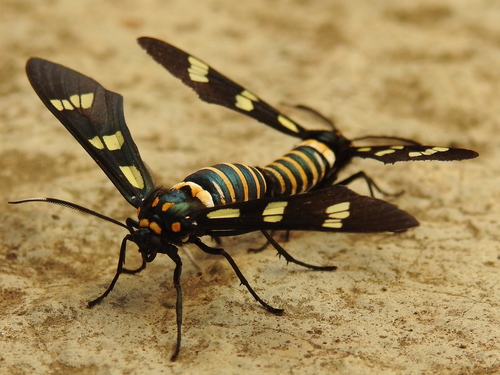 Black-banded Wasp Moth