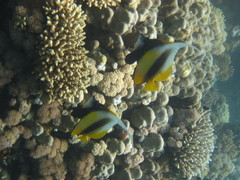 Heniochus intermedius