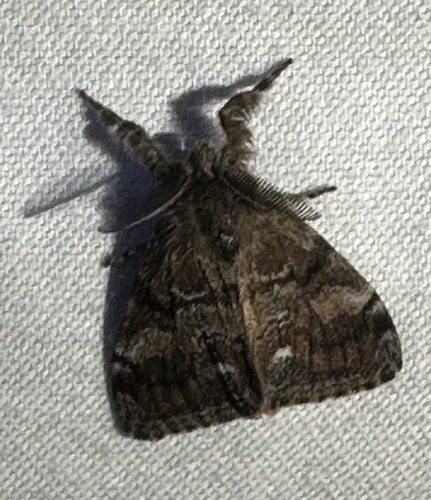 iNaturalist observation photo of Western Tussock Moth
