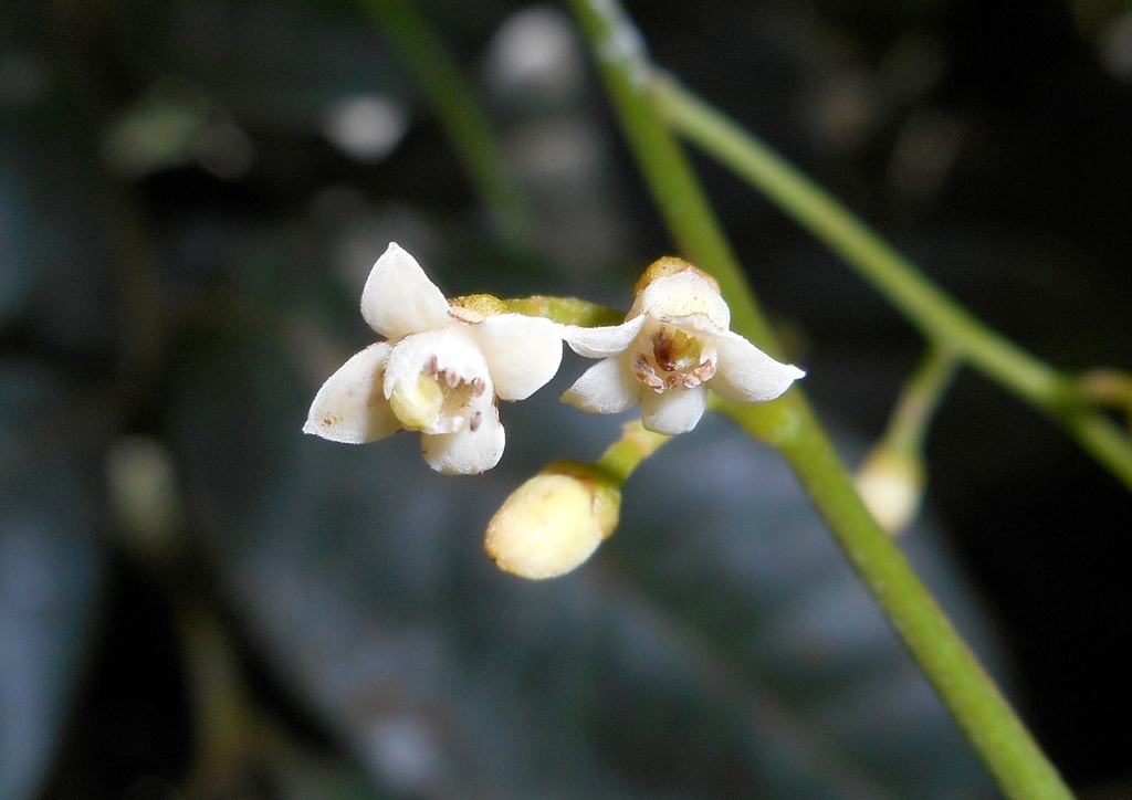 Trichilia trachyantha