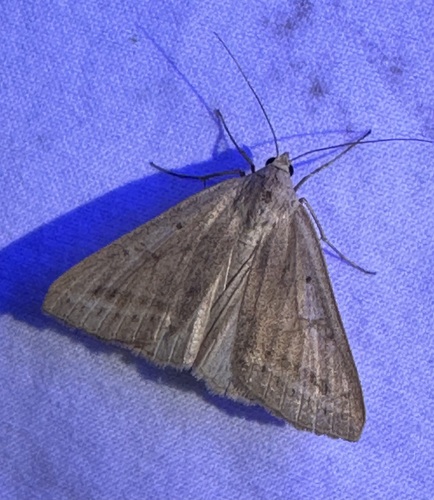 iNaturalist observation photo of Caenurgia togataria