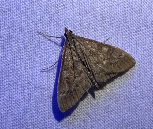iNaturalist observation photo of Mecyna mustelinalis