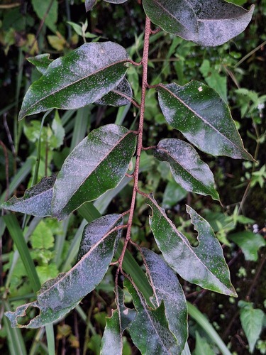 Elaeagnus glabra observed 2026-06-17