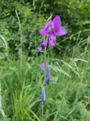 Gladiolus palustris, photograph (c) Yannick Pochon, some rights reserved (CC BY)
