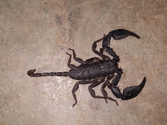 Opisthacanthus
