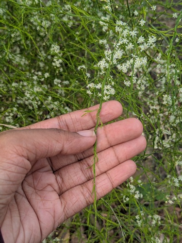 Asparagus racemosus, photograph 4