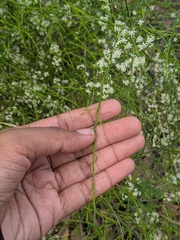 Asparagus racemosus, photograph (c) Shikha Sreenivas, some rights reserved (CC BY)