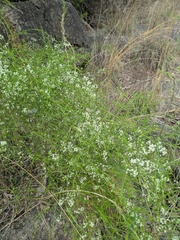 Asparagus racemosus, photograph (c) Shikha Sreenivas, some rights reserved (CC BY)