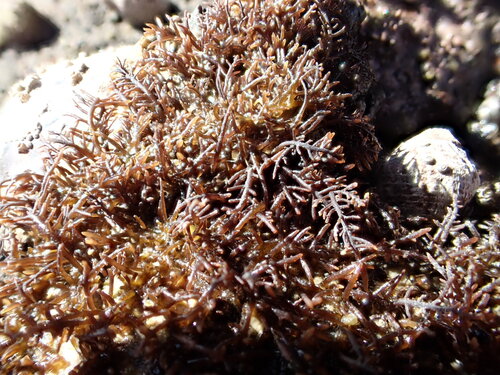 Gelidium caulacantheum observed 2026-06-14