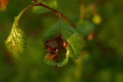 Taphrina crataegi