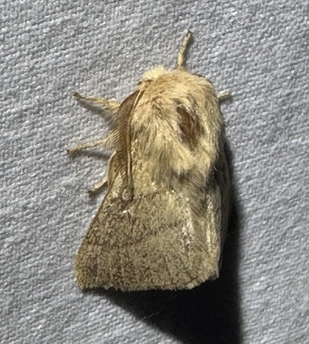iNaturalist observation photo of Tent Caterpillar Moths