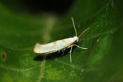 Argyresthia submontana