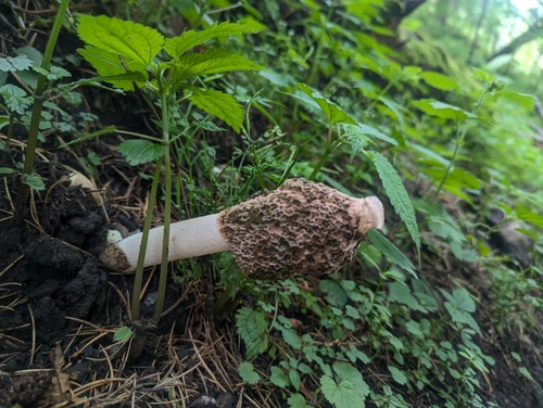 Calonge's Stinkhorn