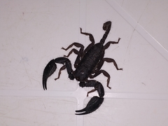 Opisthacanthus