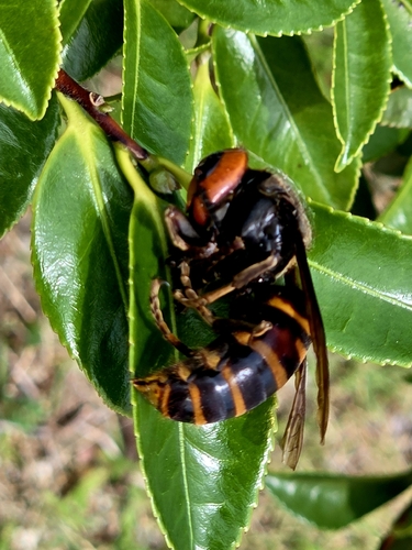 Asian Giant Hornet