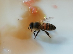 Apis mellifera