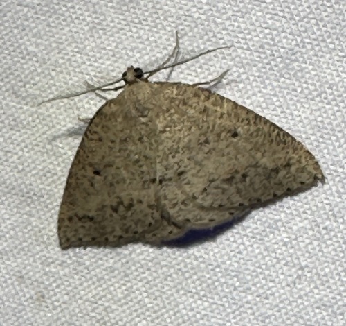 iNaturalist observation photo of Drepanulatrix