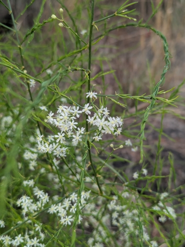Asparagus racemosus, photograph 3